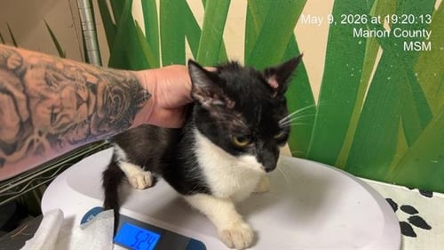 WILLY - Domestic Short Hair available for adoption