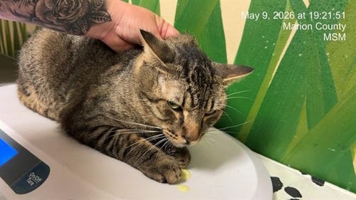 GORDO - Domestic Short Hair available for adoption