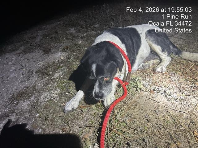 MILO - English Springer Spaniel / Cocker Spaniel available for adoption