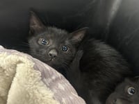 MILO - Photo 1