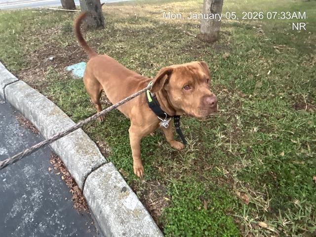 PANCAKE - American Staffordshire Terrier available for adoption