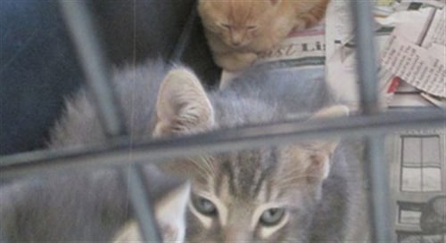 FRANKIE - Domestic Short Hair available for adoption