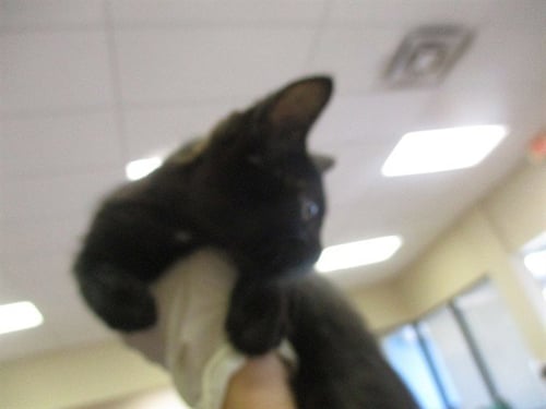 A382523 - Domestic Short Hair available for adoption