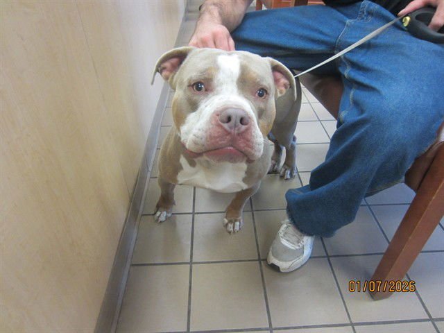 CRETE - Bulldog available for adoption