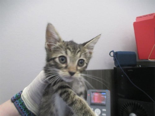 NONA - Domestic Short Hair available for adoption