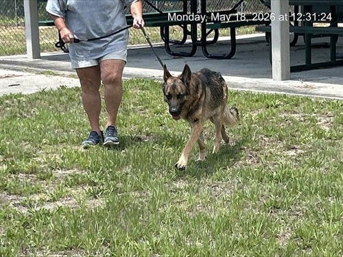 A382611 - German Shepherd Dog available for adoption