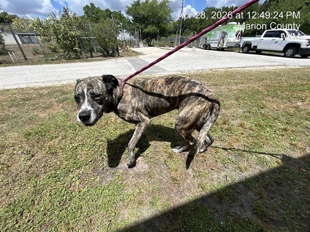LITTLE ROXIE Image