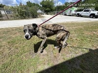 LITTLE ROXIE - Photo 1