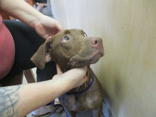 JJ - Labrador Retriever available for adoption