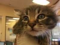MAXIMUS - Photo 1