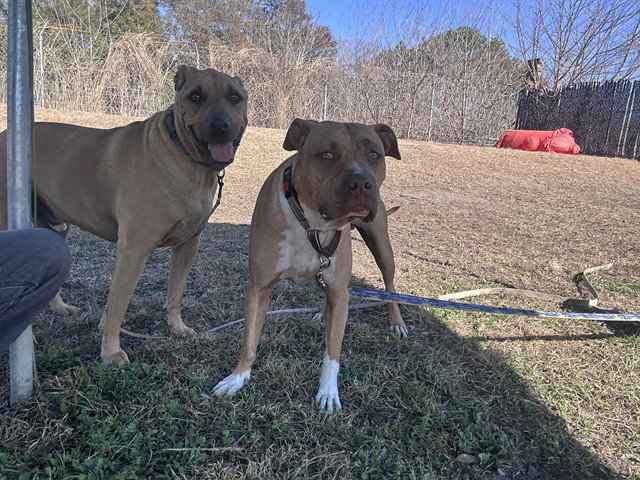 ODIE Image