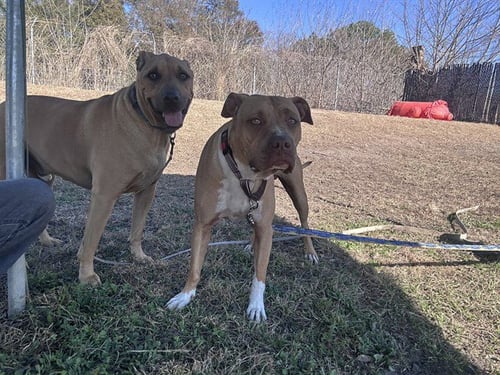 ODIE - American Staffordshire Terrier available for adoption