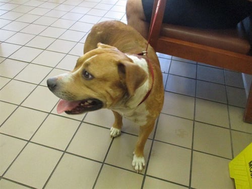 ANDY - American Staffordshire Terrier available for adoption