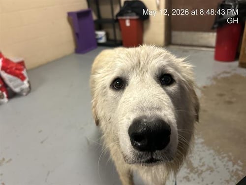 BAYMAX - Great Pyrenees available for adoption