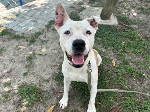 CHARLIE - American Pit Bull Terrier available for adoption