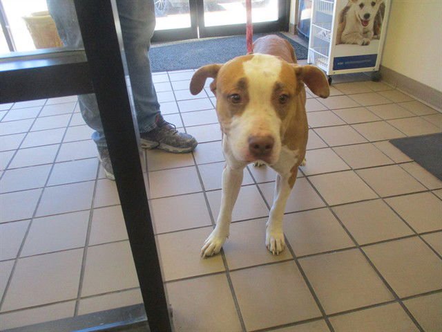 TAZZY - American Staffordshire Terrier available for adoption