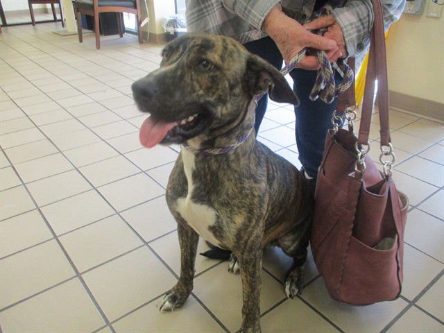 MACKENZIE - American Pit Bull Terrier available for adoption
