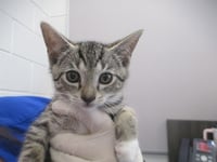 KING JULIEN - Photo 1