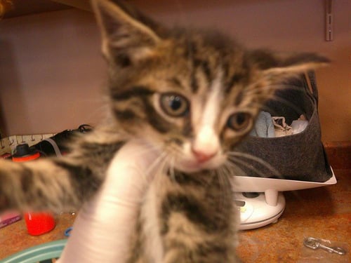 CHARLIE - Domestic Short Hair available for adoption