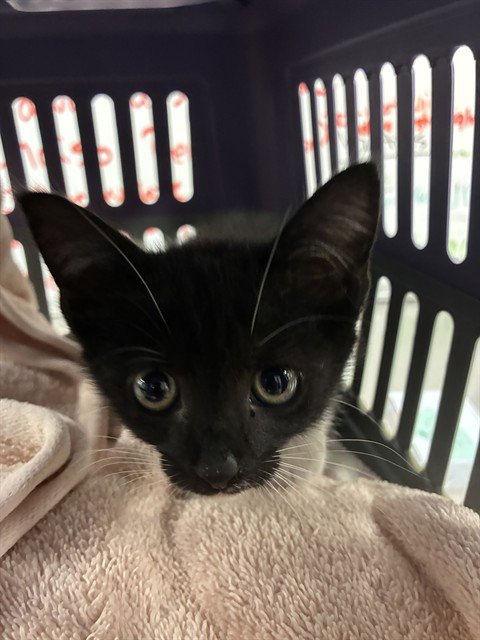 A382603 - Domestic Short Hair available for adoption