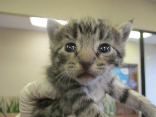 TWEETY - Domestic Short Hair available for adoption
