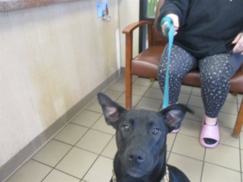 A380118 - Labrador Retriever available for adoption