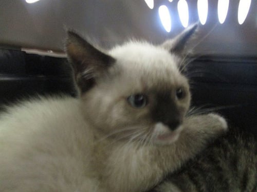 CHIVE - Siamese available for adoption