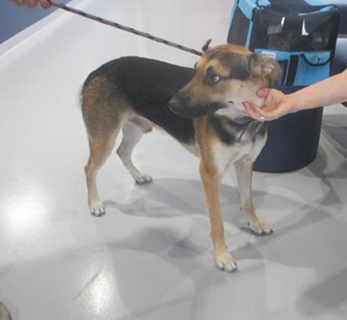 A382637 - German Shepherd Dog available for adoption