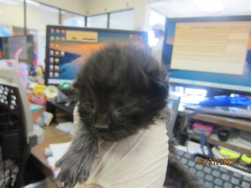 BRAN - Domestic Short Hair available for adoption