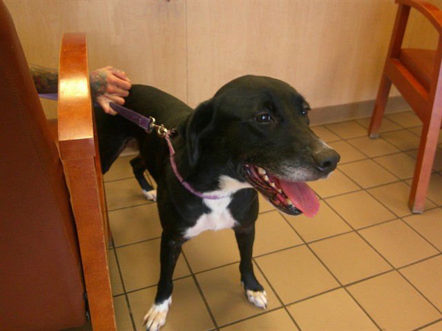 CLAIRE - Labrador Retriever available for adoption
