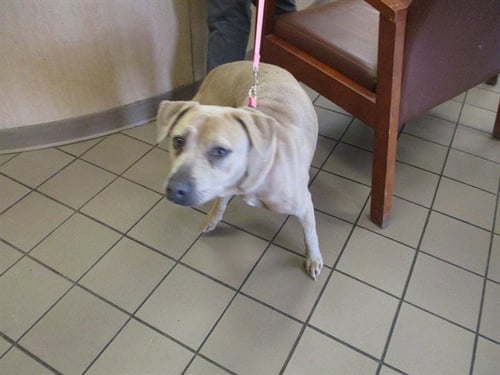RUBY - Labrador Retriever available for adoption