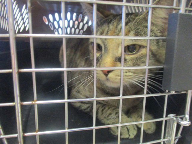 JADE - Domestic Short Hair available for adoption