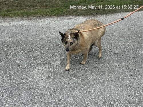 PORCINI - Australian Cattle Dog/Blue Heeler available for adoption