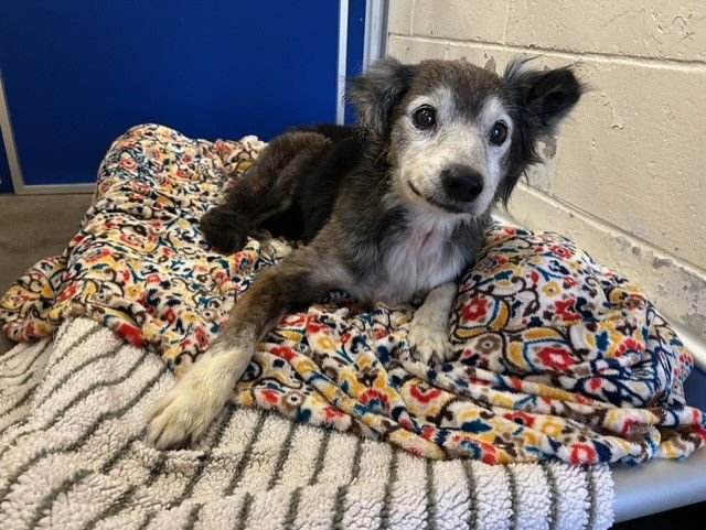 TERRY - Pomeranian available for adoption