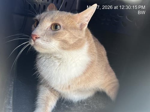 ALLEY - Domestic Short Hair available for adoption