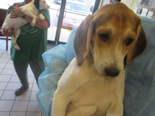 A382517 - Beagle available for adoption