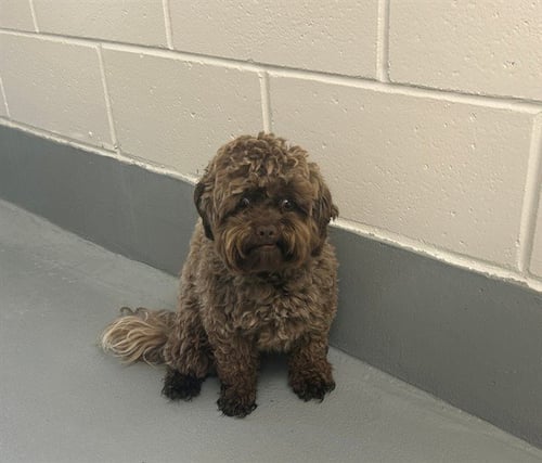 A382564 - Shih Tzu available for adoption