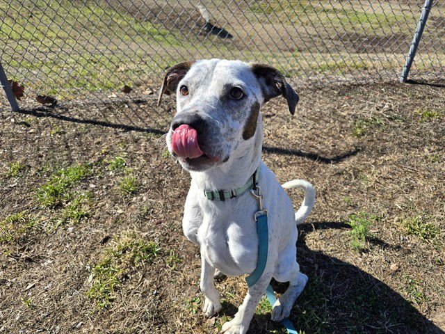 APPA - Australian Cattle Dog/Blue Heeler available for adoption