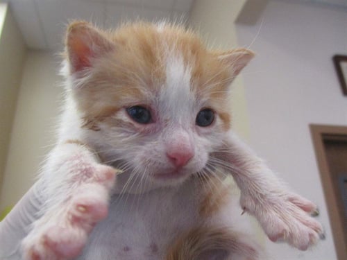 CREAM CHEESE - Domestic Short Hair available for adoption