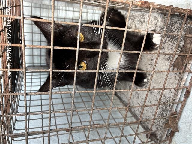 GRACE - Domestic Short Hair available for adoption