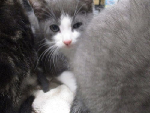 OSCAR - Domestic Short Hair available for adoption