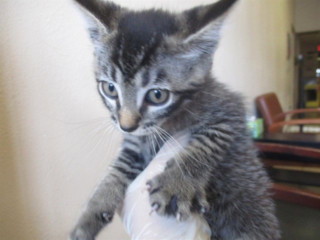 GIGI Image