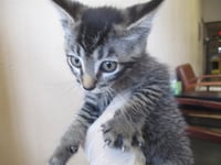 GIGI - Photo 1