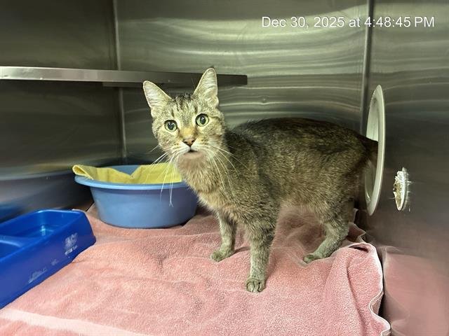 BIDDY - Domestic Short Hair available for adoption