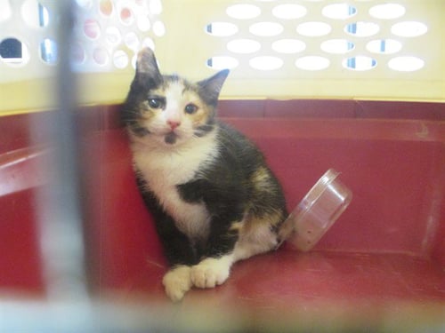 ALISSON - Domestic Short Hair available for adoption