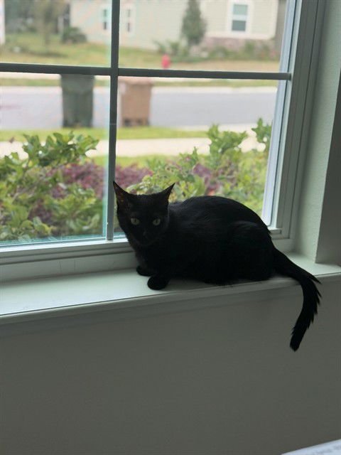 NAYLA - Domestic Short Hair available for adoption