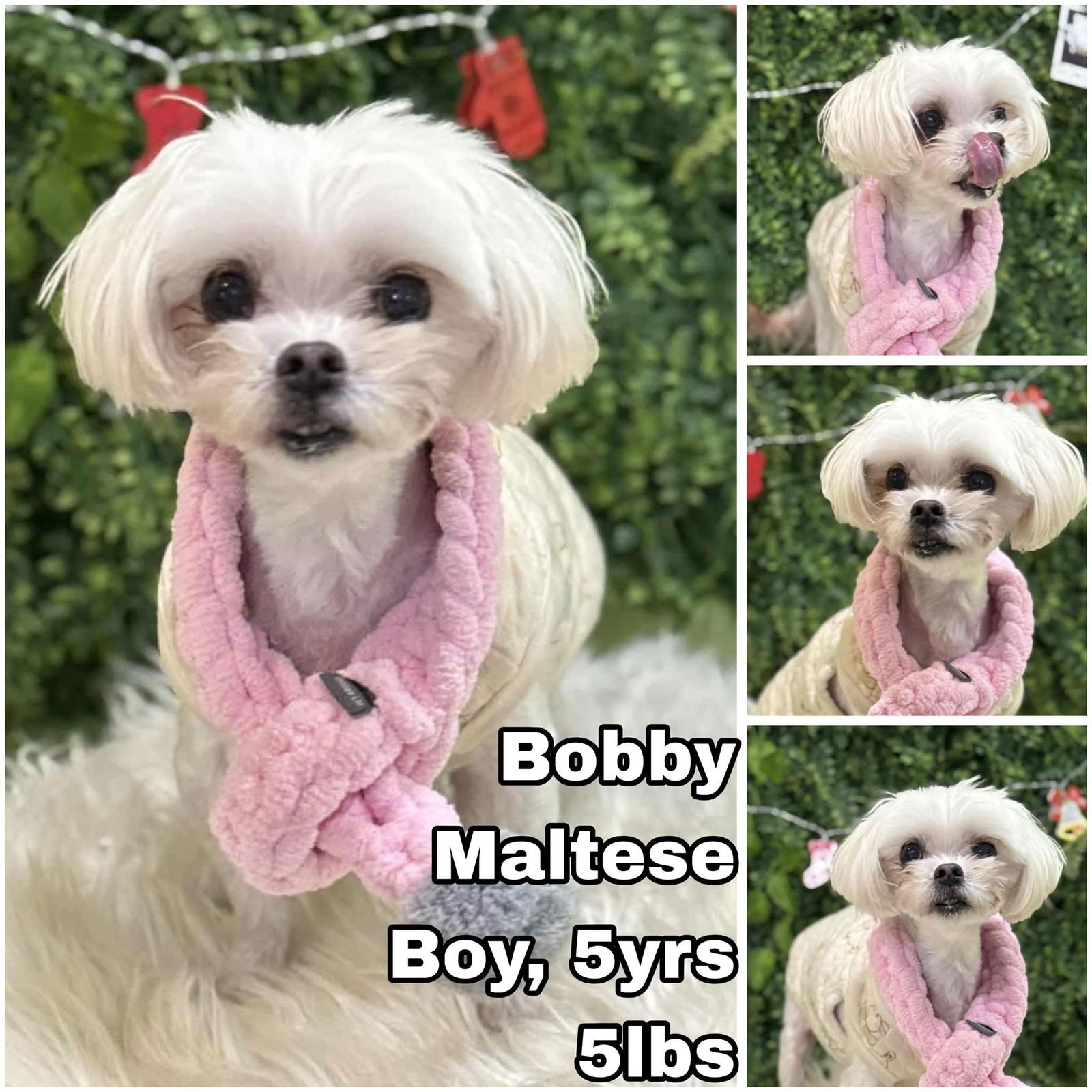 BOBBY FROM KOREA - Maltese available for adoption