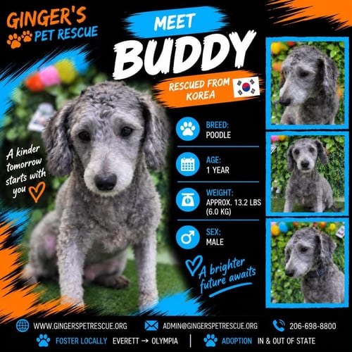 BUDDY FROM KOREA