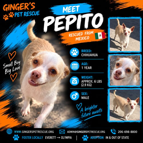 PEPITO FROM MEXICO - Chihuahua available for adoption