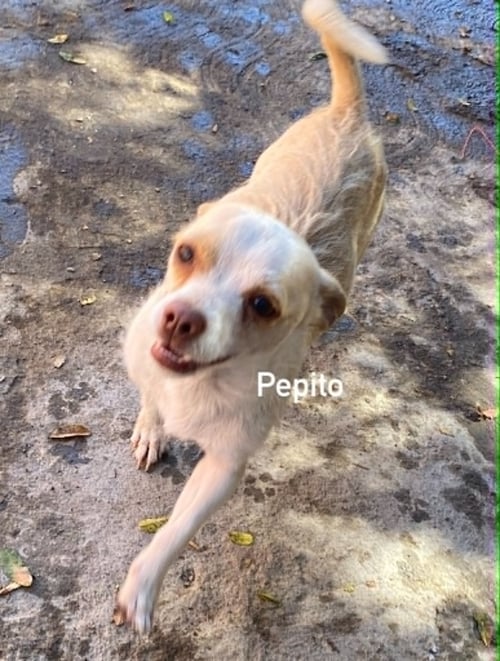 PEPITO FROM MEXICO - Chihuahua available for adoption